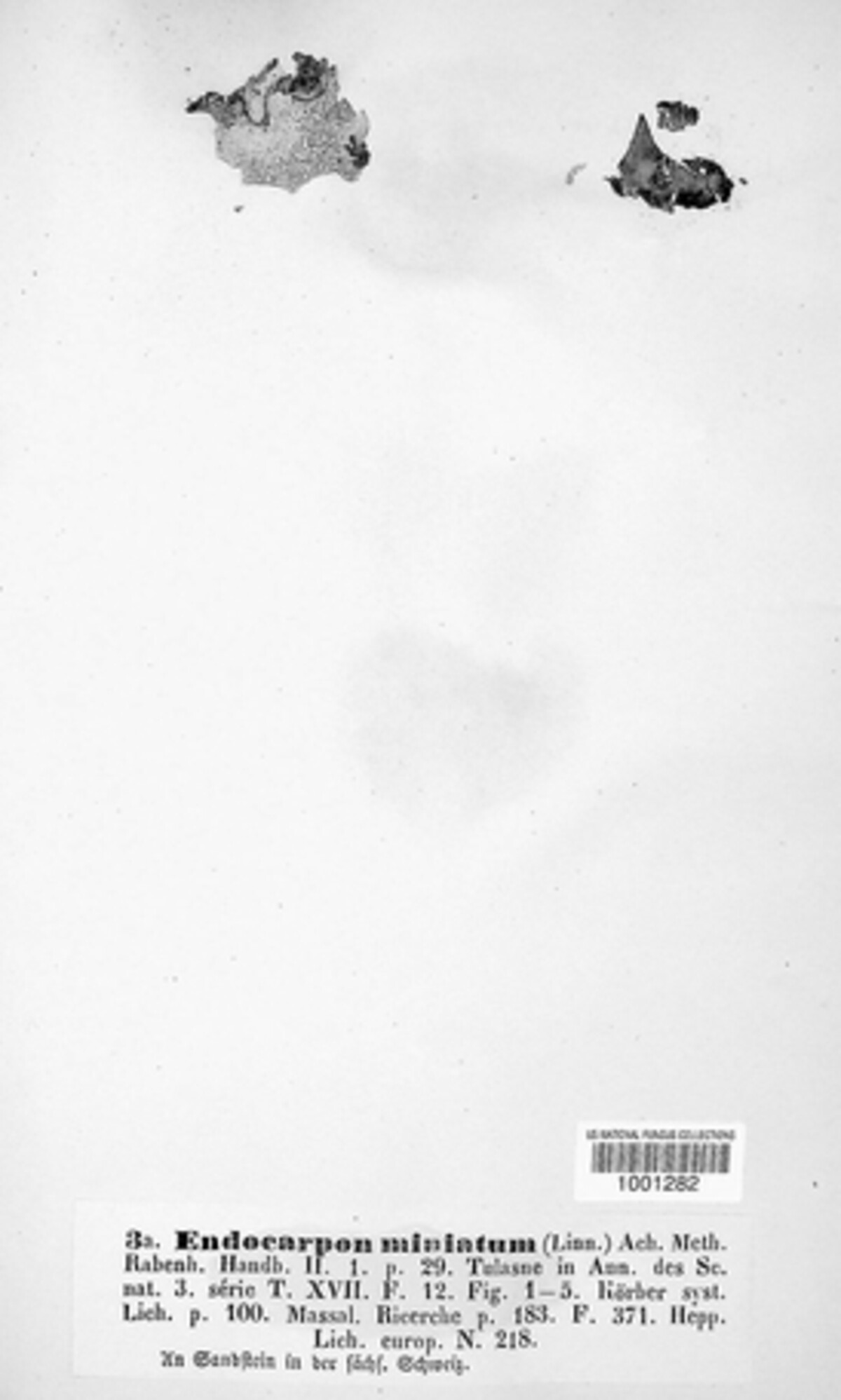 Dermatocarpon miniatum image